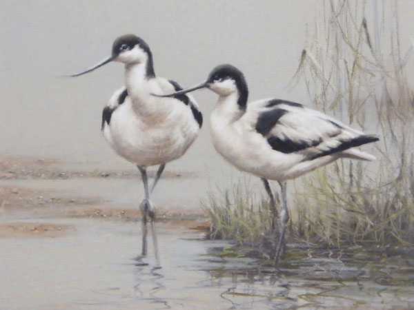 Avocets - Original Pastel Avocets - Original Pastel