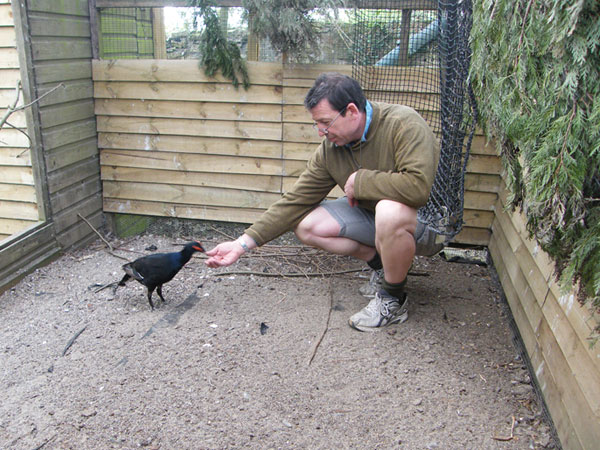 Captive bred Black Grouse