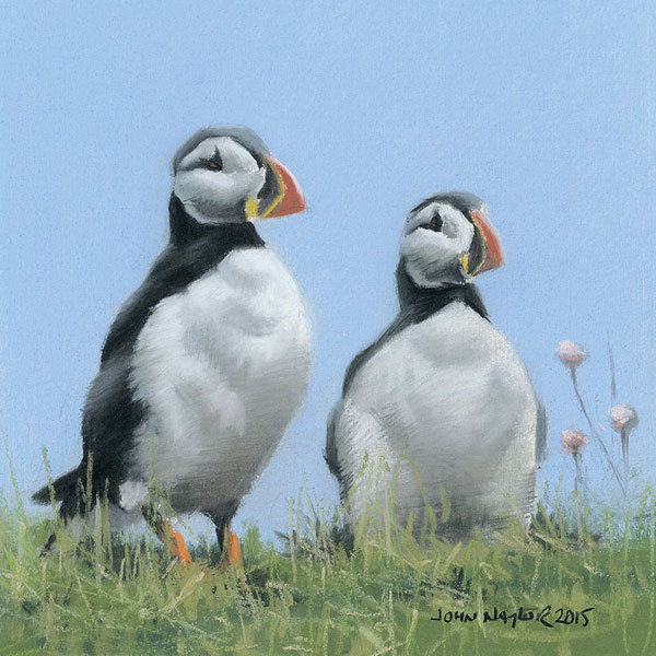 Puffins Puffins