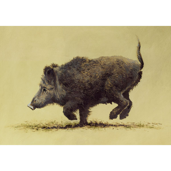 Running Boar Running Boar