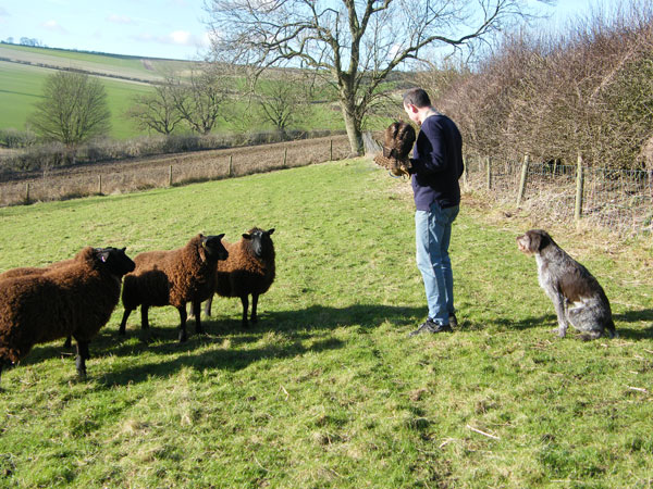 Falconry - Introducing a fresh hawk to the sheep