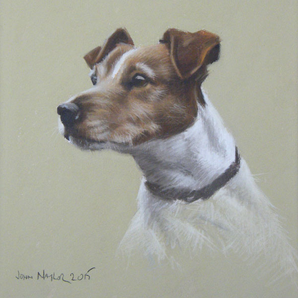 Jack Russell Portrait Jack Russell Portrait