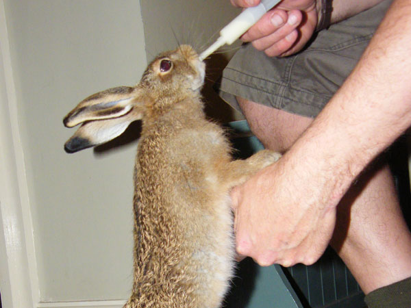 Francis - a rescued leveret, reared in the house and subsequently released