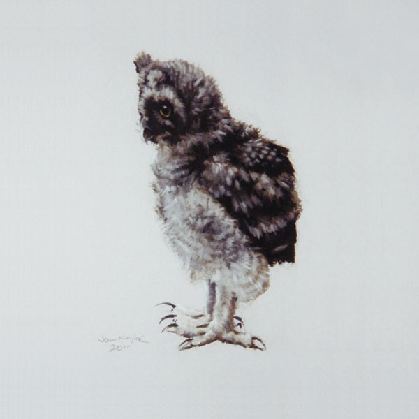 Long Eared Owlet Card Long Eared Owlet Card