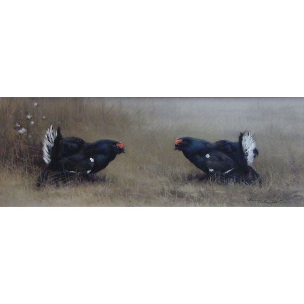 Black Cocks - Pastel