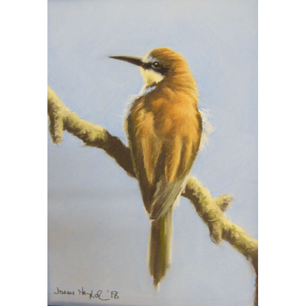European Bee Eater - Pastel