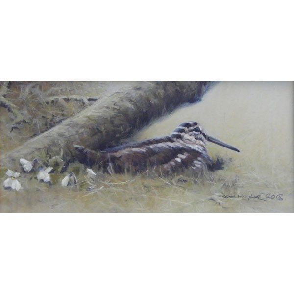 Woodcock - Pastel
