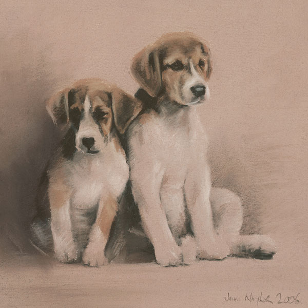 Foxhound Pups