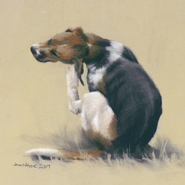 Foxhound Study