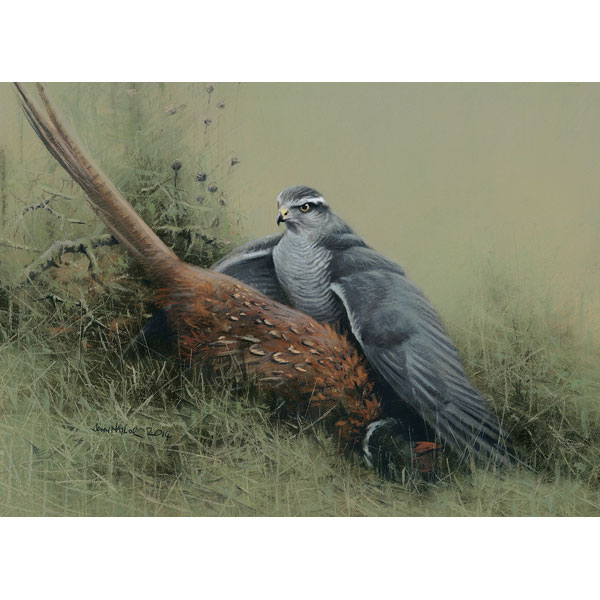 Goshawk on Pheasant