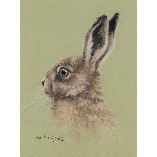 Hare Head Study