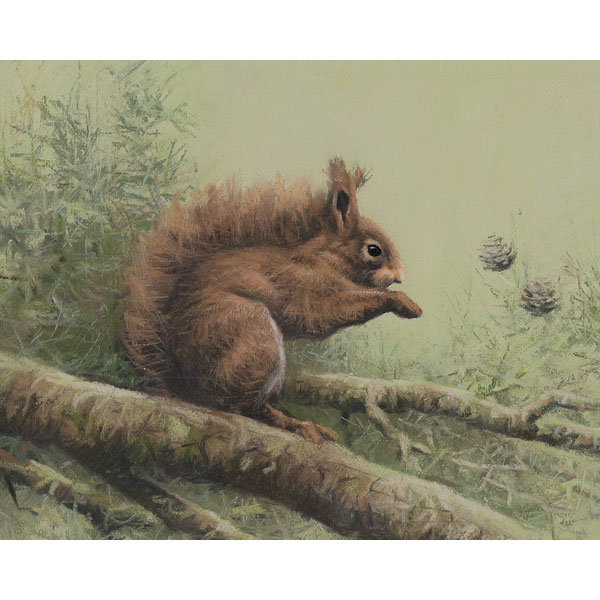 Red Squirrel Red Squirrel